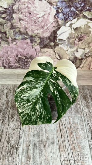 Монстера альба