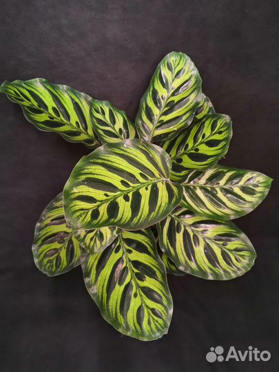 Калатея макояна 14/50
