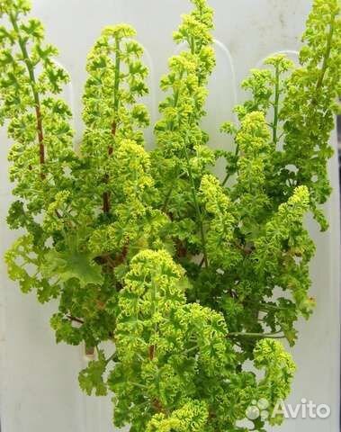 Пеларгонии душистые сортовые, Жасмин Самбак