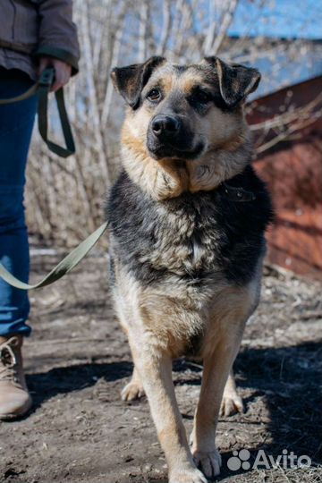 Собака Клякса в добрые руки