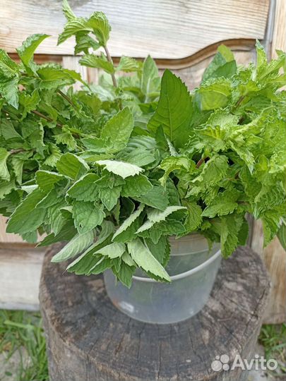 Мята сортовая