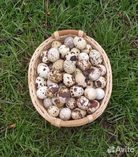 Яйца перепелиные домашние