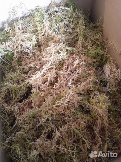 Мох сфагнум сухой