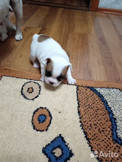Французский бульдог щенки