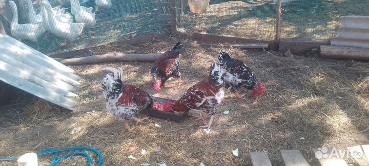 Молодые петухи