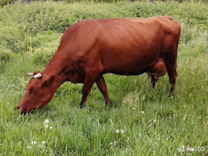 Корова Красногорбатовская