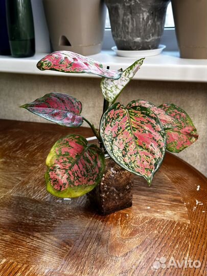 Аглаонема анимани триколор