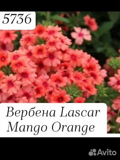 Вербена вегетативная