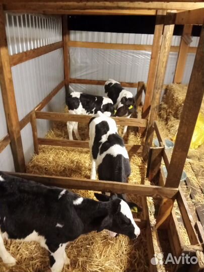Продаются телята, бычки