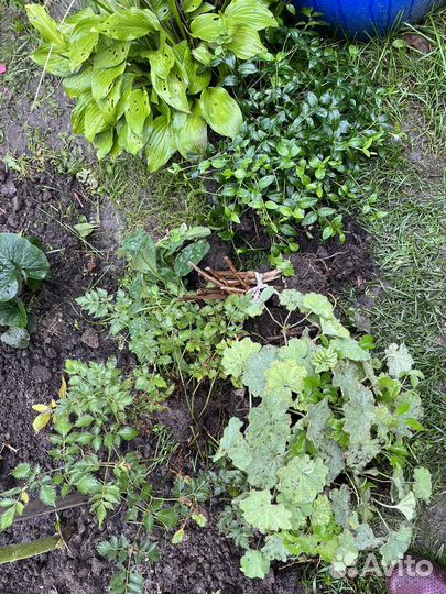 Кустами- Хоста, астильба, горжетка, медуница пятн