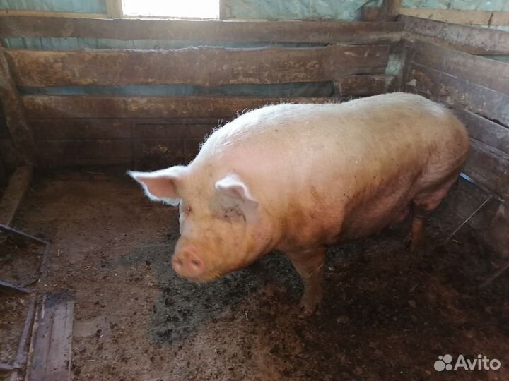 Свиноматки, хряк