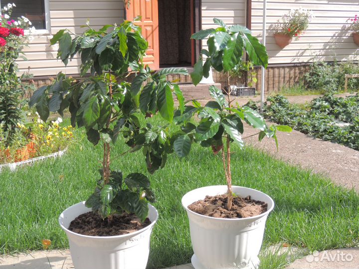 Кофейное дерево