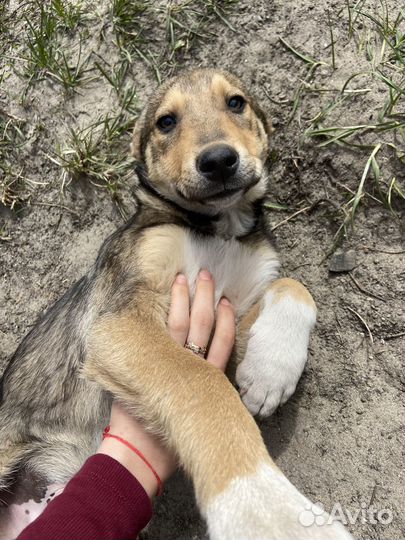 Щенок в добрые руки