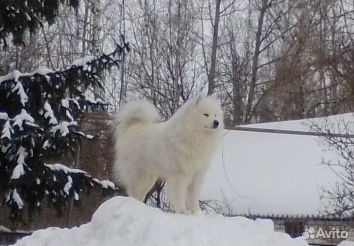 Самоед кобель вязка
