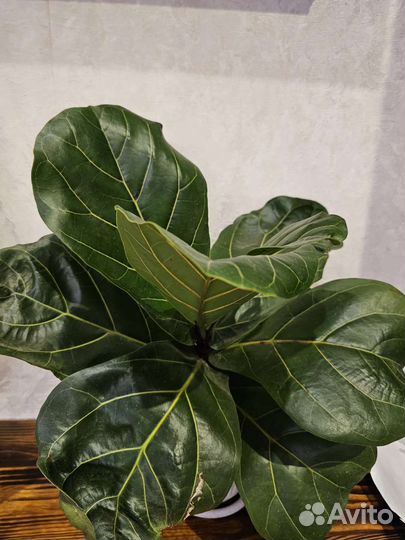 Фикус Лирата Колумнарис