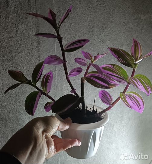 Традесканция нанук