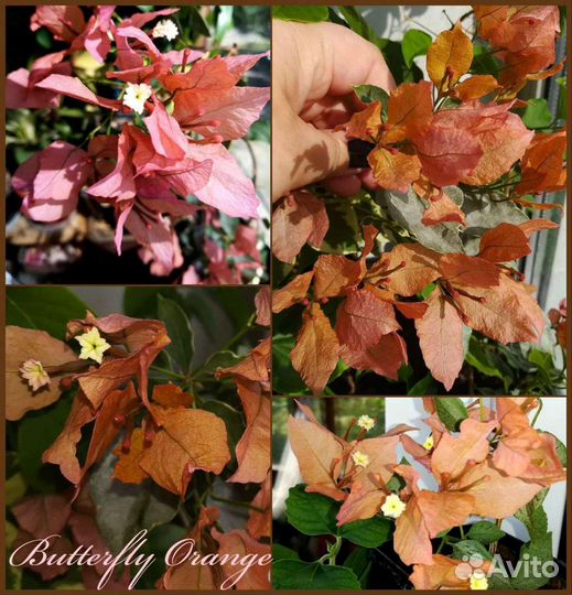 Тропическая Бугенвиллия на окно (укор.черенки)