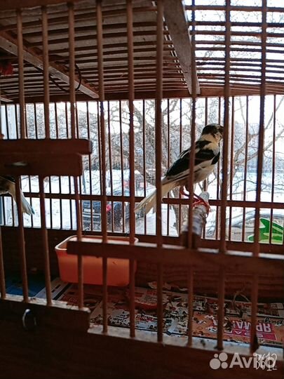 Животные/птицы