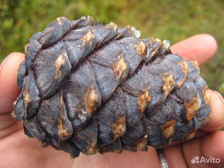 Шишка кедровая