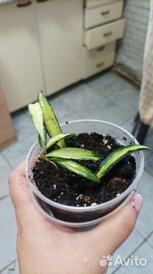 Хойя вайети триколор