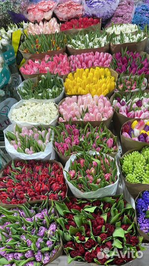 Тюльпаны к 8 марта 101 тюльпан