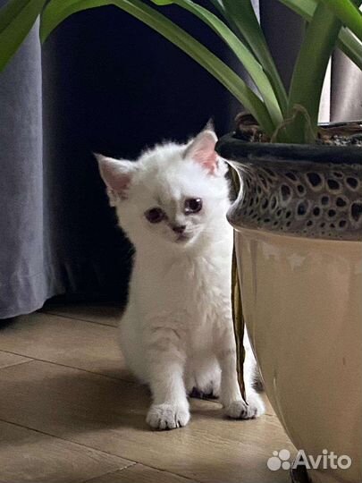 Шотландский белошёрстный прямоухий котенок