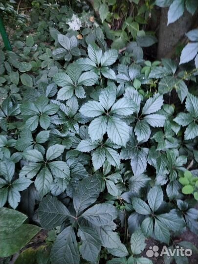 Девичий виноград