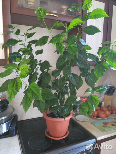 Китайская роза