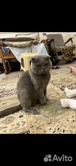 Шотландская вислоухая кот