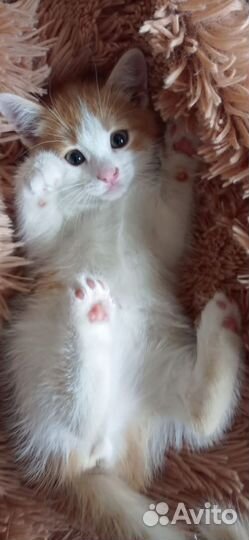 Котенок рыжий