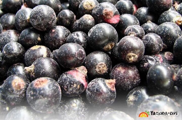 Черная смородина замороженная крупный опт
