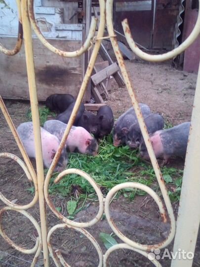 Вьетнамские Просята