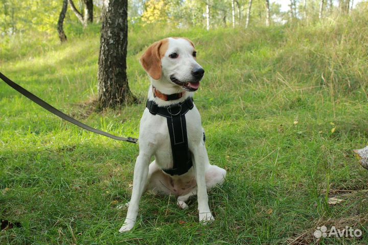 Лола. Гончая из приюта в добрые руки