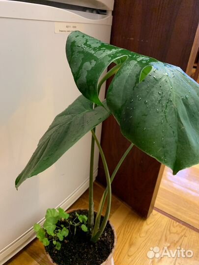 Дендробиум нобиле, монстера