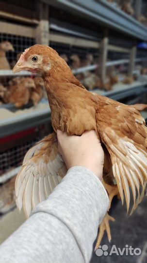Курочки подращенные, яичные