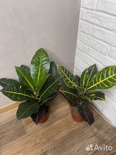 Кодиеум кротон комнатные цветы