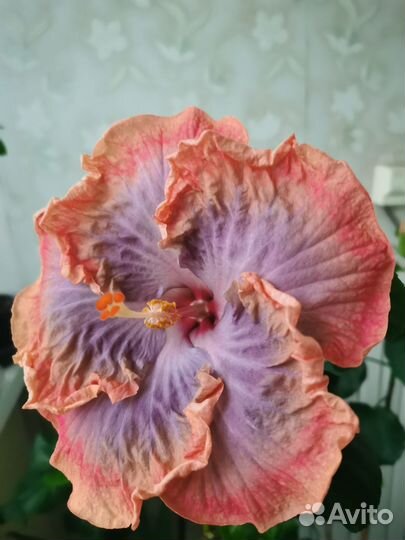 Китайская роза сортовой гибискус комнатный