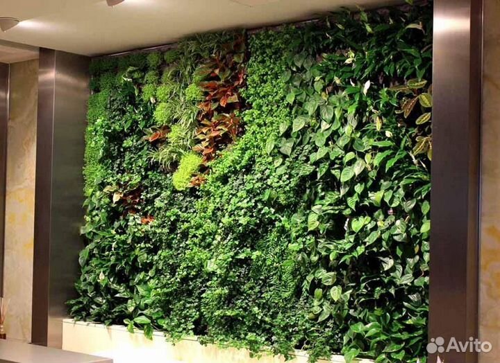 Растения для интерьера / фитостены