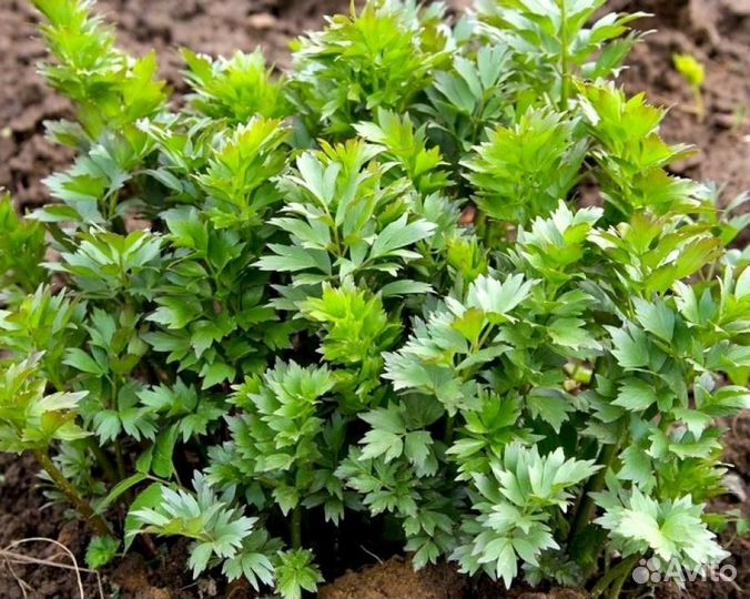 Семена овощей