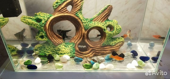 Аквариум с рыбками