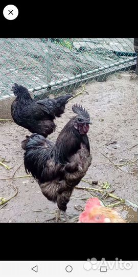 Яйцо куриное