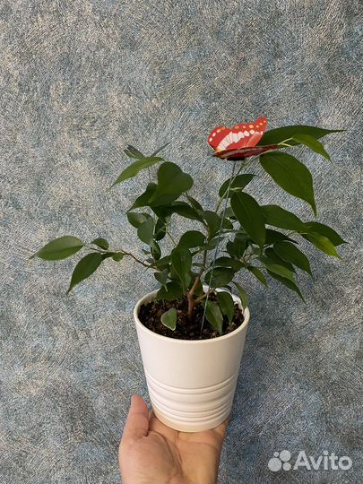 Фикус Бенджамина