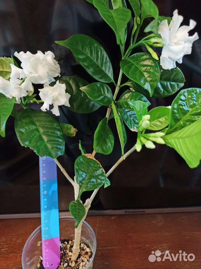 Табернемонтана растение комнатное