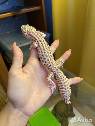 Самцы эублефаров на спаривание