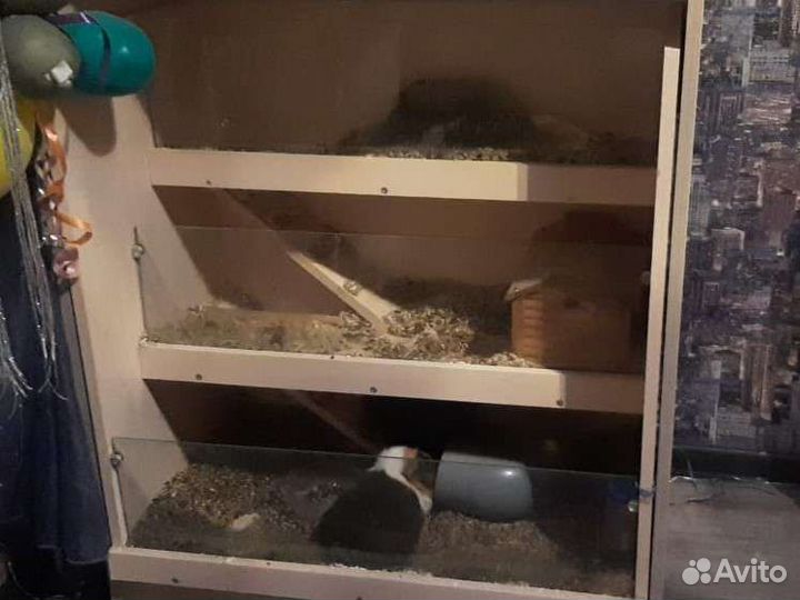 Стеллаж для морских свинок