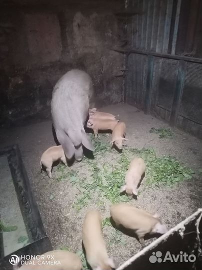 Свиноматка с поросятами