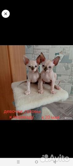 Канадский сфинкс котенок
