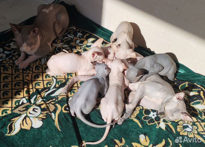 Лысые котята сфинкс