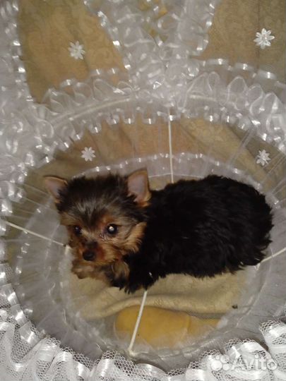 Йоркширский терьер