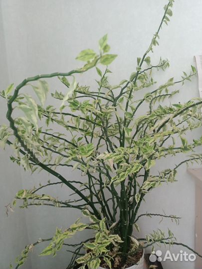 Цветок Педилантус